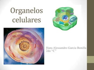 Organelos
celulares


            Hans Alessandro Garcia Bonilla
            2do “C”
 