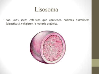 Lisosoma
• Son unos sacos esféricos que contienen enzimas hidrolíticas
  (digestivas), y digieren la materia orgánica.
 