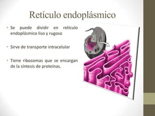 Retículo endoplásmico
• Se puede dividir en retículo
  endoplásmico liso y rugoso

• Sirve de transporte intracelular

• Tiene ribosomas que se encargan
  de la síntesis de proteínas.
 