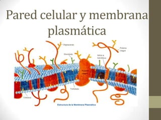 Pared celular y membrana
       plasmática
 