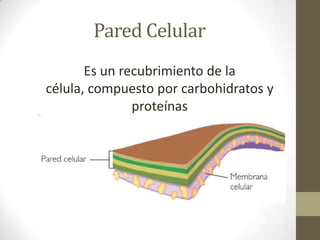 Pared Celular
       Es un recubrimiento de la
célula, compuesto por carbohidratos y
               proteínas
 