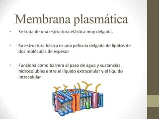 Membrana plasmática
•   Se trata de una estructura elástica muy delgada.

•   Su estructura básica es una película delgada de lípidos de
    dos moléculas de espesor

•   Funciona como barrera al paso de agua y sustancias
    hidrosolubles entre el líquido extracelular y el líquido
    intracelular.
 