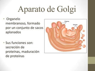 Aparato de Golgi
• Organelo
  membranoso, formado
  por un conjunto de sacos
  aplanados

• Sus funciones son:
  secreción de
  proteínas, maduración
  de proteínas
 