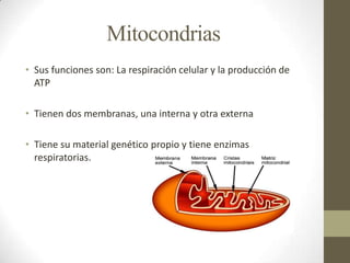 Mitocondrias
• Sus funciones son: La respiración celular y la producción de
  ATP

• Tienen dos membranas, una interna y otra externa

• Tiene su material genético propio y tiene enzimas
  respiratorias.
 