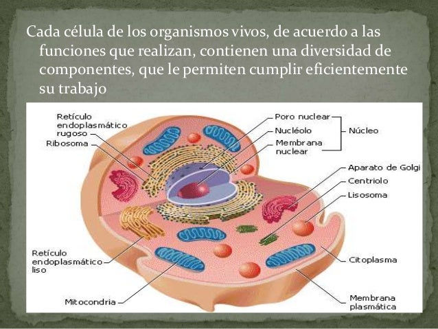 Organelos celulares