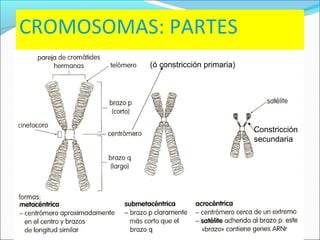 Lisosomas y vacuolas
Los lisosomas son vesículas producidas por el aparato
de golgi.
Los lisosomas contienen enzimas hid...