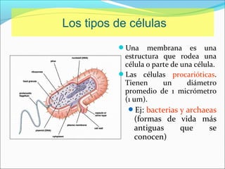 Los tipos de células
Las células
eucarióticas. Tienen un
diámetro promedio de
20 um.
Los organismos con
células procarió...
