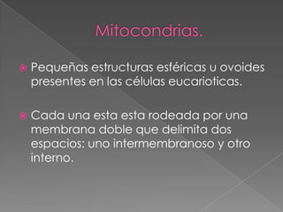 

Pequeñas estructuras esféricas u ovoides
presentes en las células eucarioticas.



Cada una esta esta rodeada por una
membrana doble que delimita dos
espacios: uno intermembranoso y otro
interno.

 