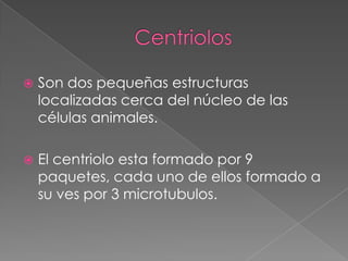 

Son dos pequeñas estructuras
localizadas cerca del núcleo de las
células animales.



El centriolo esta formado por 9
paquetes, cada uno de ellos formado a
su ves por 3 microtubulos.

 
