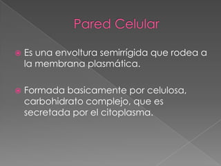 

Es una envoltura semirrígida que rodea a
la membrana plasmática.



Formada basicamente por celulosa,
carbohidrato complejo, que es
secretada por el citoplasma.

 