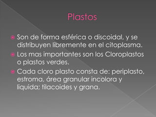 Son de forma esférica o discoidal, y se
distribuyen libremente en el citoplasma.
 Los mas importantes son los Cloroplastos
o plastos verdes.
 Cada cloro plasto consta de: periplasto,
estroma, área granular incolora y
liquida; tilacoides y grana.


 