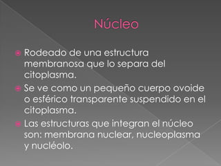 Rodeado de una estructura
membranosa que lo separa del
citoplasma.
 Se ve como un pequeño cuerpo ovoide
o esférico transparente suspendido en el
citoplasma.
 Las estructuras que integran el núcleo
son: membrana nuclear, nucleoplasma
y nucléolo.


 