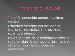 También conocida como: envoltura
nuclear.
 Estructura formada por dos capas
dobles de naturaleza lipídica: nuclear
externa e interna.
 En la superficie de la membrana exterior
se acumulan ribosomas y en la interna se
observan condensaciones de
cromatina.


 