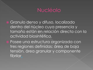 Granulo denso y difuso, localizado
dentro del núcleo cuya presencia y
tamaño están en relación directa con la
actividad biosintética.
 Posee una estructura organizada con
tres regiones definidas: área de baja
tensión, área granular y componente
fibrilar.


 