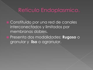 Constituido por una red de canales
interconectados y limitados por
membranas dobles.
 Presenta dos modalidades: Rugoso o
granular y liso o agranular.


 