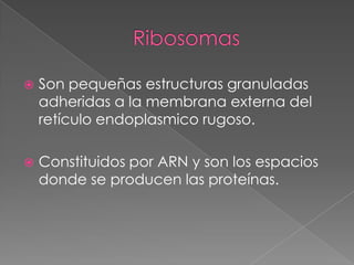 

Son pequeñas estructuras granuladas
adheridas a la membrana externa del
retículo endoplasmico rugoso.



Constituidos por ARN y son los espacios
donde se producen las proteínas.

 