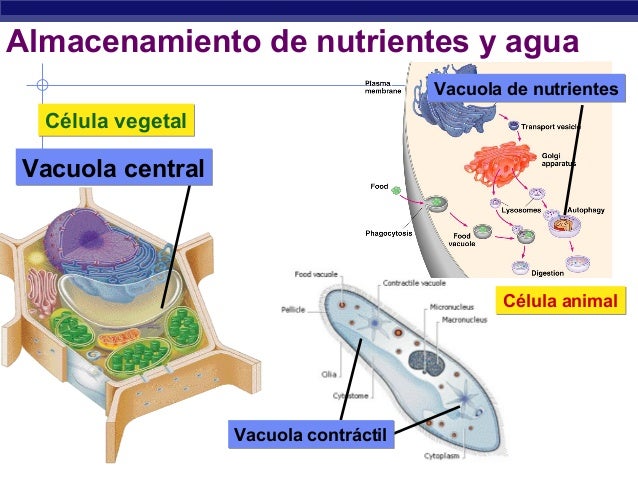Nadar a menudo puede ayudar a muchas personas en muchas facetas de su vida, también para adelgazar.