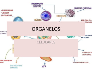 ORGANELOS
CELULARES
 