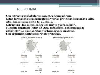 Organelos_celulares | PDF