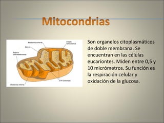 Son organelos citoplasmáticos de doble membrana. Se encuentran en las células eucariontes. Miden entre 0,5 y 10 micrómetros. Su función es la respiración celular y  oxidación de la glucosa.  