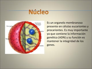 Es un organelo membranoso presente en células eucariontes y procariontes. Es muy importante ya que contiene la información genética (ADN) y su función es mantener la integridad de los genes.  