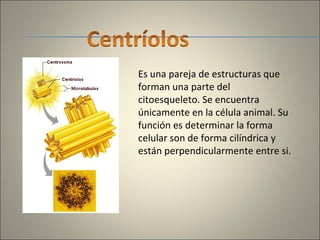 Es una pareja de estructuras que forman una parte del citoesqueleto. Se encuentra únicamente en la célula animal. Su función es determinar la forma celular son de forma cilíndrica y están perpendicularmente entre si. 