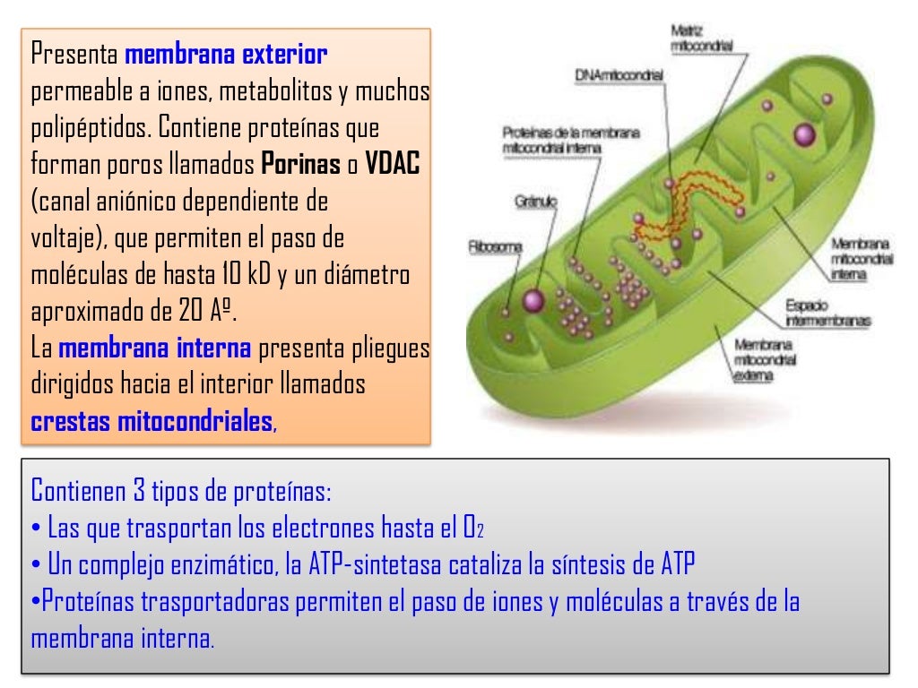 Organelos Membranosos