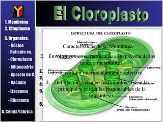 Definición Es un plastidio generalmente elipsoide de color verde, de unas 6micras de largo por  1 de ancho, cuya función e...