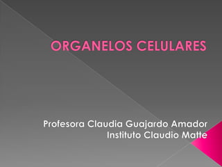 ORGANELOS CELULARES  Profesora Claudia Guajardo Amador Instituto Claudio Matte 