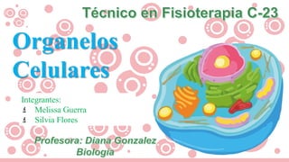 Organelos
Celulares
Integrantes:
Melissa Guerra
Silvia Flores
 