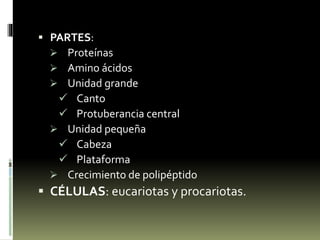 Organelos (celulas procariotas y ecuriotas)