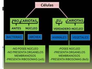 Organelos (celulas procariotas y ecuriotas)