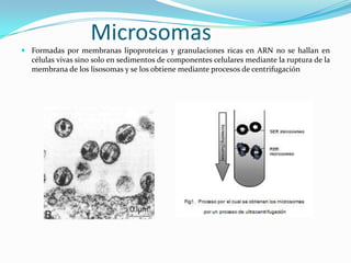 Microsomas
 Formadas por membranas lipoproteicas y granulaciones ricas en ARN no se hallan en
  células vivas sino solo en sedimentos de componentes celulares mediante la ruptura de la
  membrana de los lisosomas y se los obtiene mediante procesos de centrifugación
 