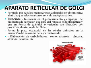 APARATO RETICULAR DE GOLGI
 Formado por sáculos membranosos aplanados se ubican cerca
  al núcleo y se relaciona con el retículo endoplasmático.
 Función: - Interviene en el procesamiento y empaque de
  productos de secreción que pasa del retículo endoplasmático y
  que en forma de gránulos o vesículas son liberados por
  exocitosis al exterior de la célula.
- Forma la placa ecuatorial en las células animales en la
  formación del acrosoma del espermatozoide.
 - Elaboración de carbohidratos como: sacarosa , glucosa,
  almidón, celulosa, etc.
 