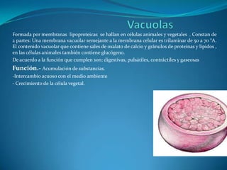 Formada por membranas lipoproteicas se hallan en células animales y vegetales . Constan de
2 partes: Una membrana vacuolar semejante a la membrana celular es trilaminar de 50 a 70 °A.
El contenido vacuolar que contiene sales de oxalato de calcio y gránulos de proteínas y lípidos ,
en las células animales también contiene glucógeno.
De acuerdo a la función que cumplen son: digestivas, pulsátiles, contráctiles y gaseosas
Función.- Acumulación de substancias.
-Intercambio acuoso con el medio ambiente
- Crecimiento de la célula vegetal.
 
