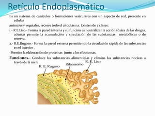 Retículo Endoplasmático
Es un sistema de canículos o formaciones vesiculares con un aspecto de red, presente en
    células
animales y vegetales, recorre todo el citoplasma. Existen de 2 clases:
1.- R.E.Liso.- Forma la pared interna y su función es neutralizar la acción tóxica de las drogas,
    además permite la acumulación y circulación de las substancias metabólicas o de
    reserva.
2.- R.E.Rugoso.- Forma la pared externa permitiendo la circulación rápida de las substancias
    en el interior .
-Permite la elaboración de proteínas junto a los ribosomas.
Funciones.- Conduce las substancias alimenticias y elimina las substancias nocivas a
   través de la membrana.
 