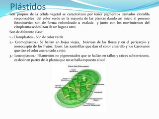 Plástidos
Son propios de la célula vegetal se caracterizan por tener pigmentos llamados clorofila
    responsables del color verde en la mayoría de las plantas dando así inicio al proceso
    fotosintético son de forma redondeado u ovalada y junto con los movimientos del
    citoplasma se deslizan de un lugar a otro.
Son de diferente clase:
1.- Cloroplastos.- Son de color verde
2.- Cromoplastos.- Se hallan en hojas viejas, brácteas de las flores y en el pericarpio y
    mesocarpio de los frutos. Ejem: las xantofilas que dan el color amarillo y los Carotenos
    que dan el color anaranjado a rojo.
3.- Leucoplastos.- Filamentos no pigmentados que se hallan en tallos y raíces subterráneos,
    es decir en partes de la planta que no se halla expuesto al sol
 