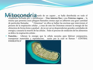 Mitocondria
 De estructura semejante a la suela de un zapato , se halla distribuida en todo el
  citoplasma formada por 2 membranas : Una interna lisa y una Externa rugosa .- la
  misma que presenta unos pliegues llamados crestas aquí se adhieren una gran cantidad
  de partículas llamadas       “ Oxisomas” en ellos se hallan las encimas que intervienen el
  proceso de la respiración celular , a mas de esto los Oxisomas extraen la energía de los
  alimentos de forma lenta y gradual , de no ser así se desprenderían grandes cantidades de
  energía y causaría la muerte de las células . Todo el proceso de oxidación de los alimentos
  se debe a la respiración celular .
 Función.- Liberan la energía que la célula necesita para fabricar compuestos,
  transportar materiales y reproducirse, razón por la cual se llaman “ CENTRAL
  ENERGETICA”
 