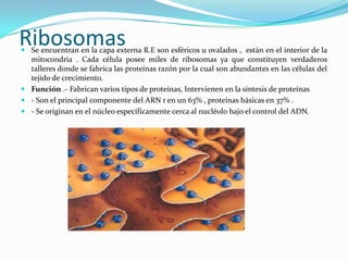 Ribosomas
 Se encuentran en la capa externa R.E son esféricos u ovalados , están en el interior de la
  mitocondria . Cada célula posee miles de ribosomas ya que constituyen verdaderos
  talleres donde se fabrica las proteínas razón por la cual son abundantes en las células del
  tejido de crecimiento.
 Función .- Fabrican varios tipos de proteínas, Intervienen en la síntesis de proteínas
 - Son el principal componente del ARN r en un 63% , proteínas básicas en 37% .
 - Se originan en el núcleo específicamente cerca al nucléolo bajo el control del ADN.
 