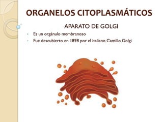 ORGANELOS CITOPLASMÁTICOS
                    APARATO DE GOLGI
•   Es un orgánulo membranoso
•   Fue descubierto en 1898 por el italiano Camillo Golgi
 
