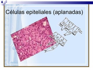 Células epiteliales (aplanadas)

 
