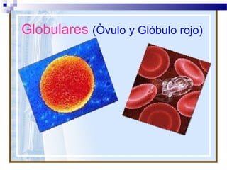 Globulares (Òvulo y Glóbulo rojo)

 