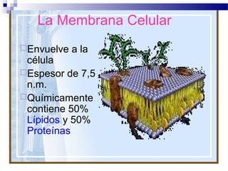 La Membrana Celular
Envuelve

a la

célula
Espesor de 7,5
n.m.
Químicamente
contiene 50%
Lípidos y 50%
Proteínas

 