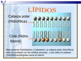 Cabeza polar
(Hidrofílica)

Cola (Hidrofóbica)
Básicamente Fosfolípidos y Colesterol. La cabeza polar (hidrofílica)
está en contacto con los medios acuosos , y las colas no polares
(hidrofóbicas)dirigidas hacia el interior

 
