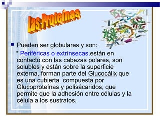 

Pueden ser globulares y son:
* Periféricas o extrínsecas,están en
contacto con las cabezas polares, son
solubles y están sobre la superficie
externa, forman parte del Glucocálix que
es una cubierta compuesta por
Glucoproteínas y polisácaridos, que
permite que la adhesión entre células y la
célula a los sustratos.

 