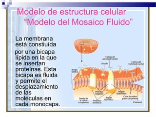 Modelo de estructura celular
“Modelo del Mosaico Fluido”
La membrana
está constiuída
por una bicapa
lípida en la que
se insertan
proteínas. Esta
bicapa es fluida
y permite el
desplazamiento
de las
moléculas en
cada monocapa.

 