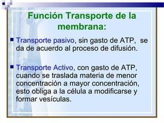 Función Transporte de la
membrana:


Transporte pasivo, sin gasto de ATP, se
da de acuerdo al proceso de difusión.



Transporte Activo, con gasto de ATP,
cuando se traslada materia de menor
concentración a mayor concentración,
esto obliga a la célula a modificarse y
formar vesículas.

 