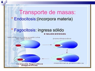Transporte de masas:
* Endocitosis:(incorpora materia)
* Fagocitosis: ingresa sólido

 