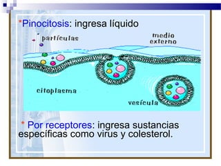 *Pinocitosis: ingresa líquido

* Por receptores: ingresa sustancias
específicas como virus y colesterol.

 