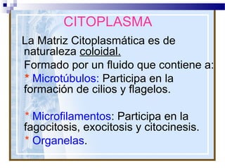 CITOPLASMA
La Matriz Citoplasmática es de
naturaleza coloidal.
Formado por un fluido que contiene a:
* Microtúbulos: Participa en la
formación de cilios y flagelos.
* Microfilamentos: Participa en la
fagocitosis, exocitosis y citocinesis.
* Organelas.

 